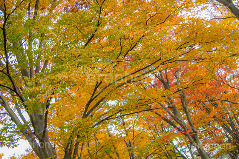 駒沢公園の紅葉,駒沢公園,世田谷区,目黒区,公園,落ち葉,紅葉,自然,植物,木々,秋,オレンジ,黄色,季語,japan,autumn,駒沢オリンピック公園,総合運動場