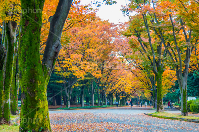 駒沢公園の紅葉,駒沢公園,世田谷区,目黒区,公園,落ち葉,紅葉,自然,植物,木々,秋,オレンジ,黄色,季語,japan,autumn,駒沢オリンピック公園,総合運動場