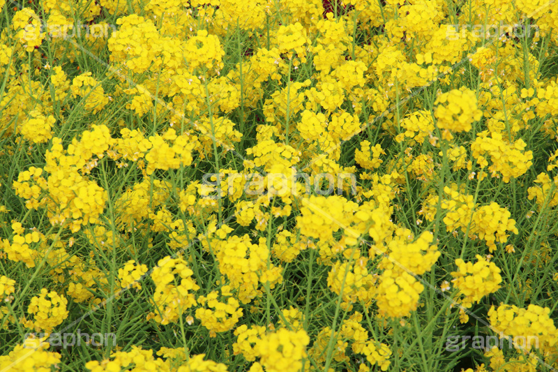 菜の花,なのはな,菜の花畑,菜,花,お花,フラワー,はな,花畑,キレイ,きれい,綺麗,満開,咲,咲いた,さいた,黄色,アブラナ,あぶらな,アブラナ科,セイヨウアブラナ,春,spring,flower