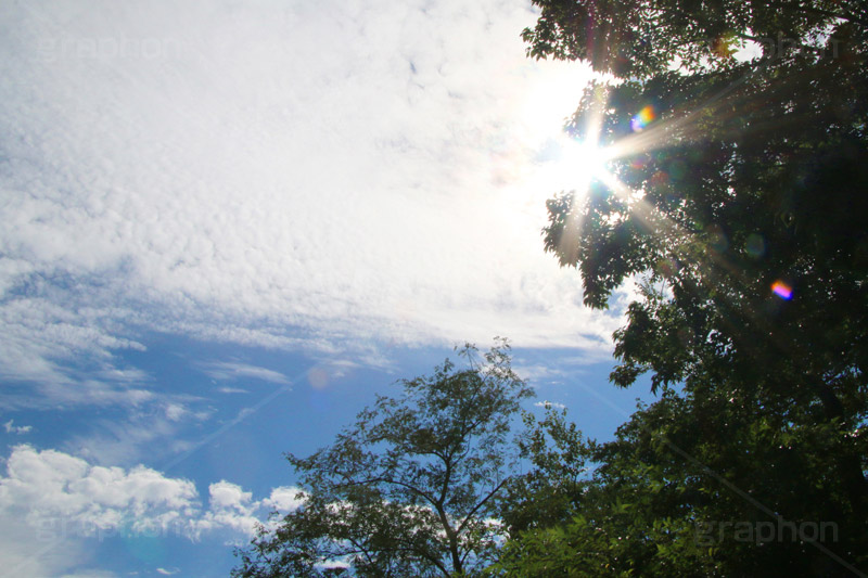 木々と青空,木々,木,自然,空,青空,雲,木漏れ日,ナチュラル,空/雲,空/天気,サスティナブル,サステナビリティ,サスティナビリティ,sustainable,sustainability,natural,sky