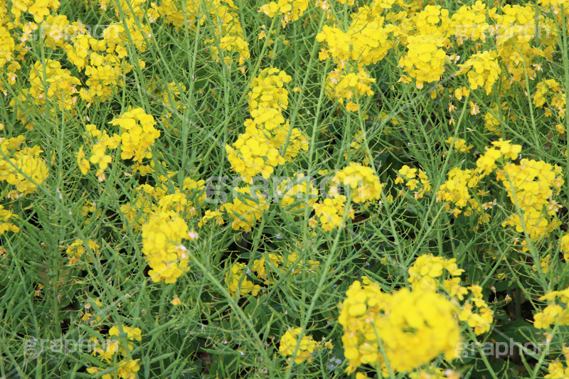 菜の花,なのはな,菜の花畑,菜,花,お花,フラワー,はな,花畑,キレイ,きれい,綺麗,満開,咲,咲いた,さいた,黄色,アブラナ,あぶらな,アブラナ科,セイヨウアブラナ,春,spring,flower