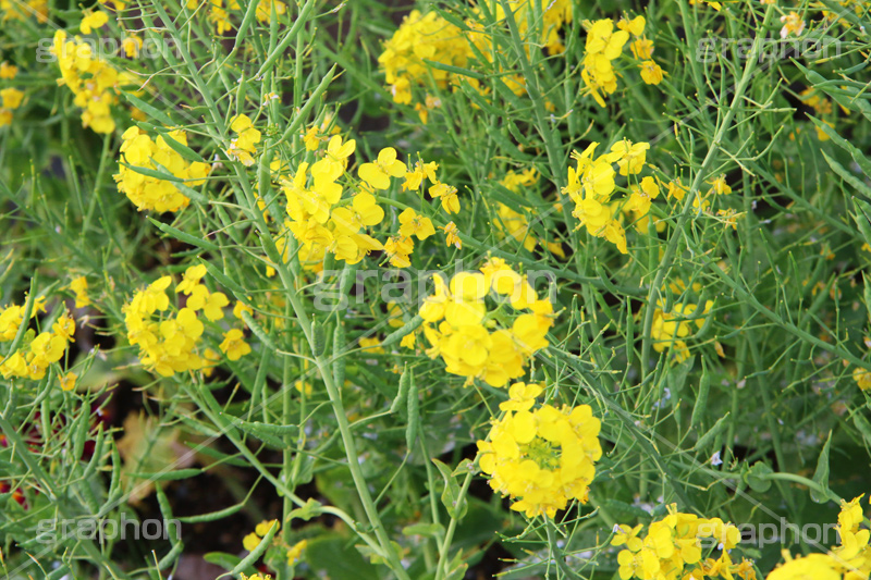 菜の花,なのはな,菜の花畑,菜,花,お花,フラワー,はな,花畑,キレイ,きれい,綺麗,満開,咲,咲いた,さいた,黄色,アブラナ,あぶらな,アブラナ科,セイヨウアブラナ,春,spring,flower