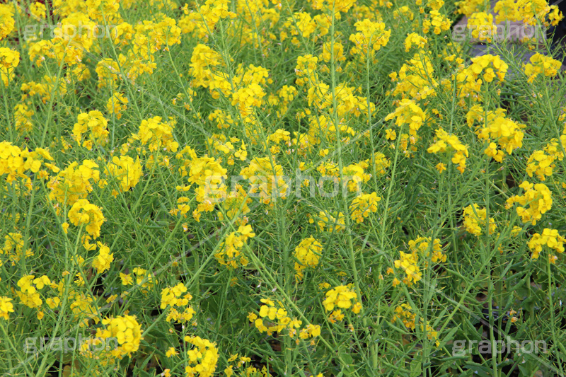 菜の花,なのはな,菜の花畑,菜,花,お花,フラワー,はな,花畑,キレイ,きれい,綺麗,満開,咲,咲いた,さいた,黄色,アブラナ,あぶらな,アブラナ科,セイヨウアブラナ,春,spring,flower