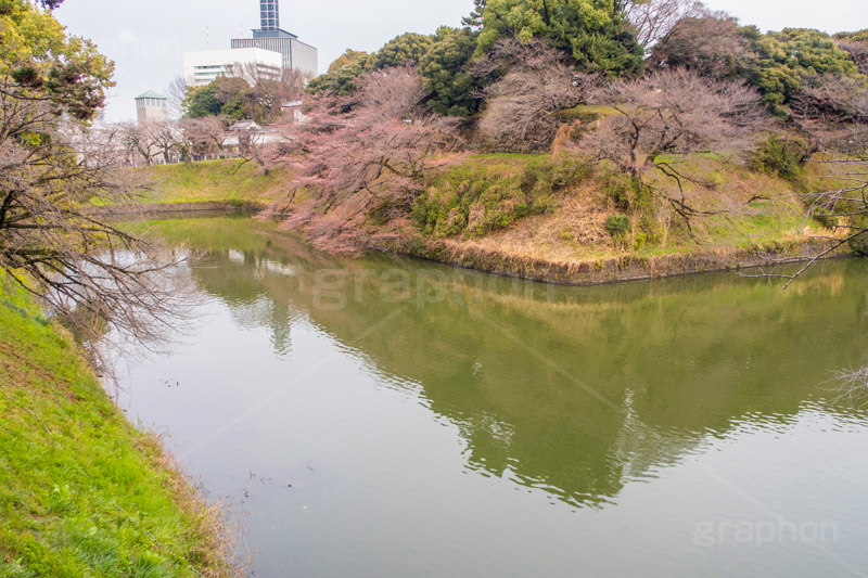 開花したて牛ヶ淵の桜,開花,牛ヶ淵の桜,武道館,九段下,牛ヶ淵,桜,ソメイヨシノ,オオシマザクラ,さくら,サクラ,桜まつり,花見,お花見,花,お花,フラワー,はな,flower,japan,blossom,咲,春,千代田区