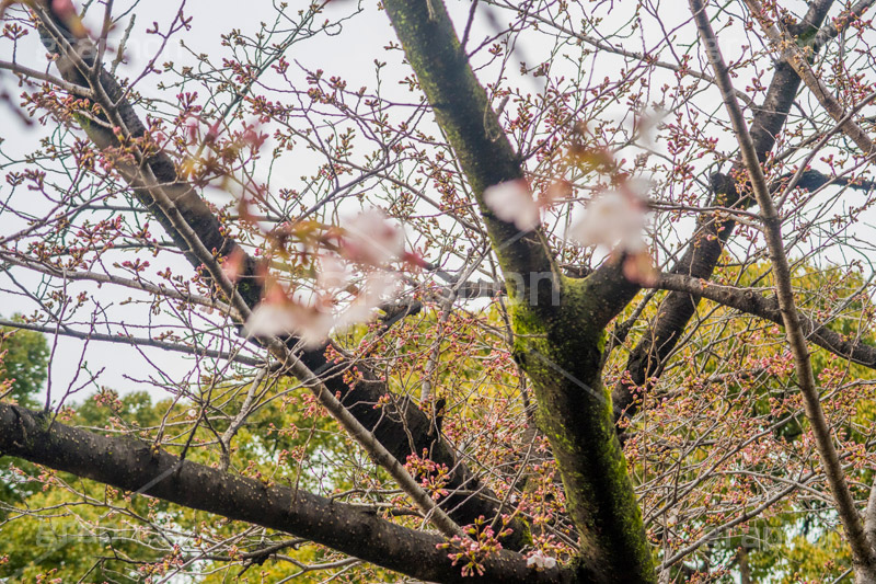 開花したての桜,開花,桜,ソメイヨシノ,オオシマザクラ,さくら,サクラ,花見,お花見,花,お花,フラワー,はな,flower,japan,blossom,咲,春