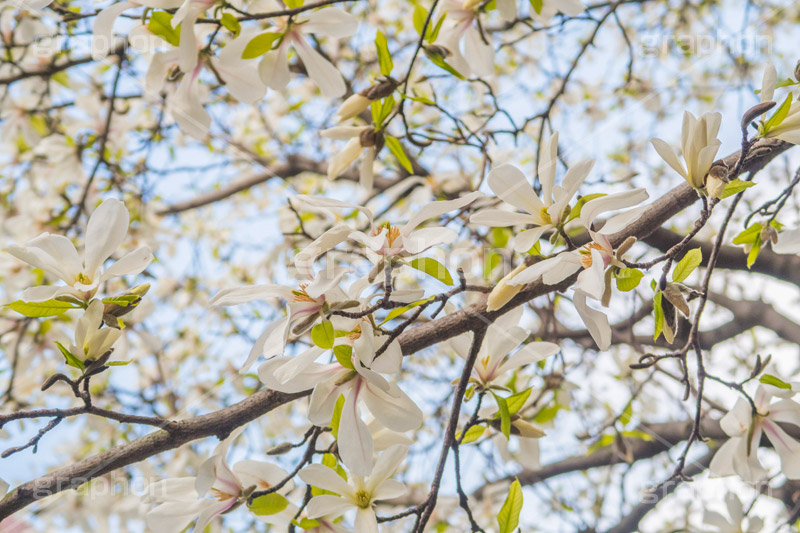 こぶしの花,コブシ,モクレン科,花,はな,フラワー,flower,spring,春,早春,白い花,辛夷,木蓮,木,満開