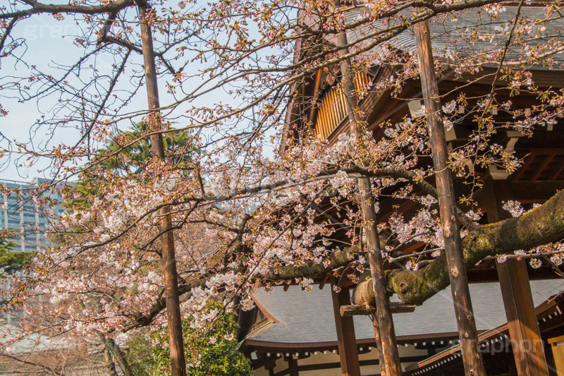 靖国神社 桜の標本木,標本木,基準,観測,東京,ソメイヨシノ,靖国神社,靖国,政治,神社,shrine,japan,開花,サクラ,さくら,桜,参拝,お参り,千代田区,九段下,境内,さくらまつり,blossom