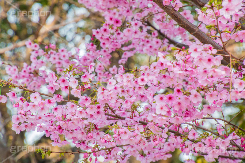 河津桜,桜,さくら,サクラ,桜まつり,花見,お花見,花,お花,フラワー,はな,flower,spring,japan,綺麗,きれい,キレイ,満開,咲,春,blossom,ひな祭り,雛祭り,ひなまつり