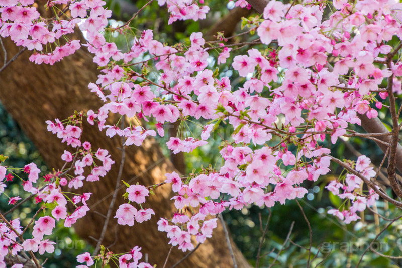 河津桜,桜,さくら,サクラ,桜まつり,花見,お花見,花,お花,フラワー,はな,flower,spring,japan,綺麗,きれい,キレイ,満開,咲,春,blossom,ひな祭り,雛祭り,ひなまつり