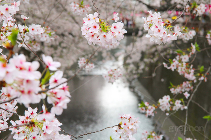 目黒川の桜,桜,ソメイヨシノ,そめいよしの,さくら,サクラ,桜まつり,花見,お花見,花,お花,フラワー,はな,flower,花より団子,綺麗,きれい,キレイ,満開,咲,春,blossom,japan,中目黒