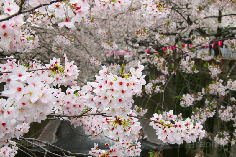 目黒川の桜,桜,ソメイヨシノ,そめいよしの,さくら,サクラ,桜まつり,花見,お花見,花,お花,フラワー,はな,flower,花より団子,綺麗,きれい,キレイ,満開,咲,春,blossom,japan,中目黒