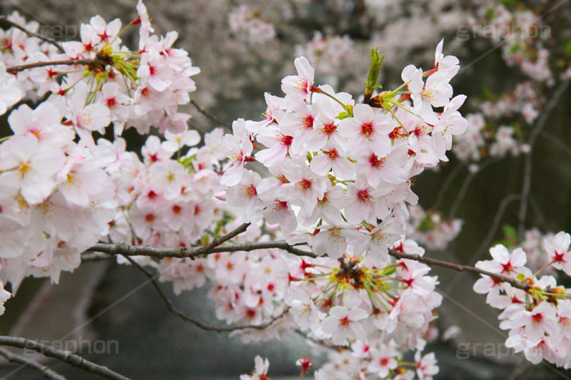 目黒川の桜,桜,ソメイヨシノ,そめいよしの,さくら,サクラ,桜まつり,花見,お花見,花,お花,フラワー,はな,flower,花より団子,綺麗,きれい,キレイ,満開,咲,春,blossom,japan,中目黒