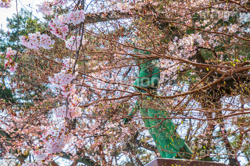 多摩川台公園の桜,さくら,桜,花見,お花見,春,多摩川台公園,公園,大田区,田園調布,台地,名所,広場,park,blossom,japan,flower,花より団子,綺麗,きれい,キレイ,銅像,モニュメント