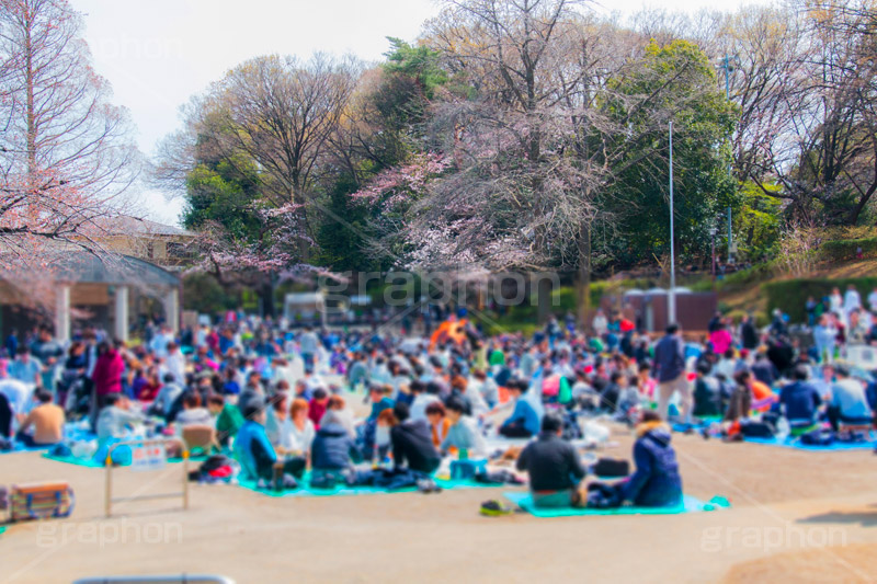 花見で賑わう多摩川台公園,場所取り,賑わい,人混み,さくら,桜,花見,お花見,春,多摩川台公園,公園,大田区,田園調布,台地,名所,広場,park,blossom,japan,flower,花より団子,綺麗,きれい,キレイ,弁当,酒,混雑