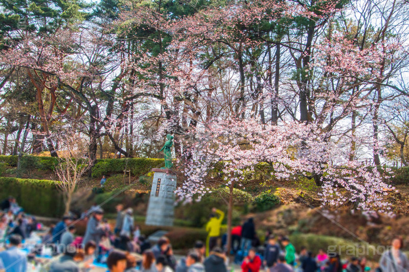 花見で賑わう多摩川台公園,場所取り,賑わい,人混み,さくら,桜,花見,お花見,春,多摩川台公園,公園,大田区,田園調布,台地,名所,広場,park,blossom,japan,flower,花より団子,綺麗,きれい,キレイ,弁当,酒,混雑