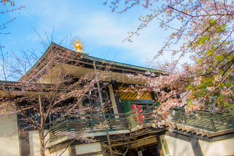 桜の咲き始めた浄真寺,桜,さくら,花,花見,フラワー,浄真寺,九品仏浄真寺,九品仏,奥沢,自由が丘,阿弥陀如来像,寺,文化財,指定文化財,お面かぶり,世田谷区,temple,flower,blossom,japan,お花見,花,お花,フラワー,はな