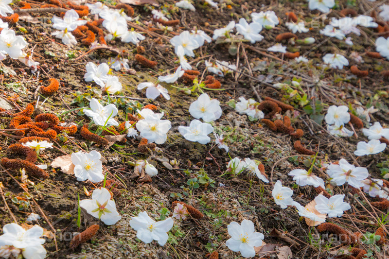 散りゆくヤマザクラ,花びら,はなびら,花弁,散る,白い桜,ヤマザクラ,桜,さくら,サクラ,花見,お花見,花,お花,フラワー,はな,flower,花より団子,綺麗,きれい,キレイ,満開,咲,春,blossom,japan