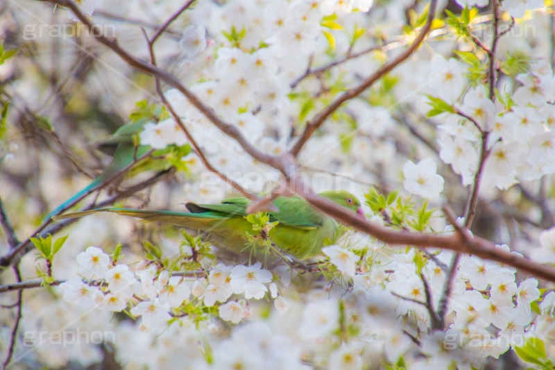 桜のにとまるワカケホンセイインコ,ワカケホンセイインコ,インコ,鳥,野鳥,野生,白い桜,ヤマザクラ,桜,さくら,サクラ,花見,お花見,花,お花,フラワー,はな,flower,綺麗,きれい,キレイ,満開,咲,春,blossom,japan