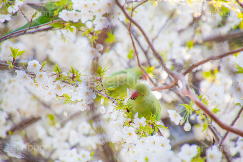 桜の花を摘むワカケホンセイインコ,ワカケホンセイインコ,インコ,鳥,野鳥,野生,くちばし,口ばし,くわえる,摘む,花びら,はなびら,花弁,散る,白い桜,ヤマザクラ,桜,さくら,サクラ,花見,お花見,花,お花,フラワー,はな,flower,綺麗,きれい,キレイ,満開,咲,春,blossom,japan