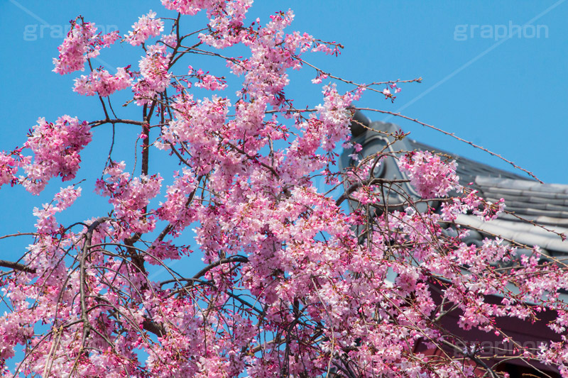 増上寺の桜,増上寺,芝公園,浄土宗,寺院,寺,参拝,重要文化財,文化財,港区,桜,さくら,サクラ,花見,お花見,花,お花,フラワー,はな,flower,綺麗,きれい,キレイ,満開,咲,春,blossom,japan,temple