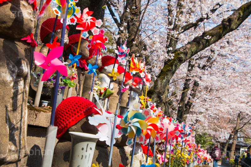 千躰子育地蔵尊,増上寺,芝公園,浄土宗,地蔵,お地蔵さん,子育て,安産,子供,こども,祈願,頭巾,赤い頭巾,風車,並ぶ,多い,大量,寺院,寺,参拝,重要文化財,文化財,港区,japan,temple