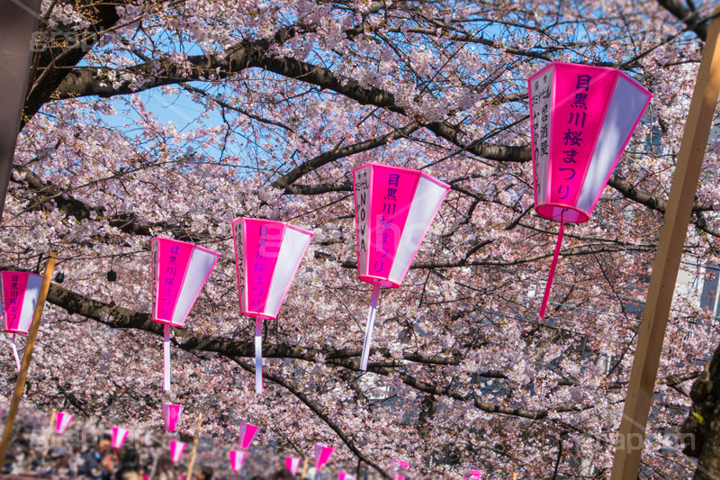 目黒川桜まつり,桜,ソメイヨシノ,そめいよしの,さくら,サクラ,桜まつり,花見,お花見,花,お花,フラワー,はな,flower,花より団子,綺麗,きれい,キレイ,満開,咲,春,中目黒,目黒区,目黒川,blossom,japan