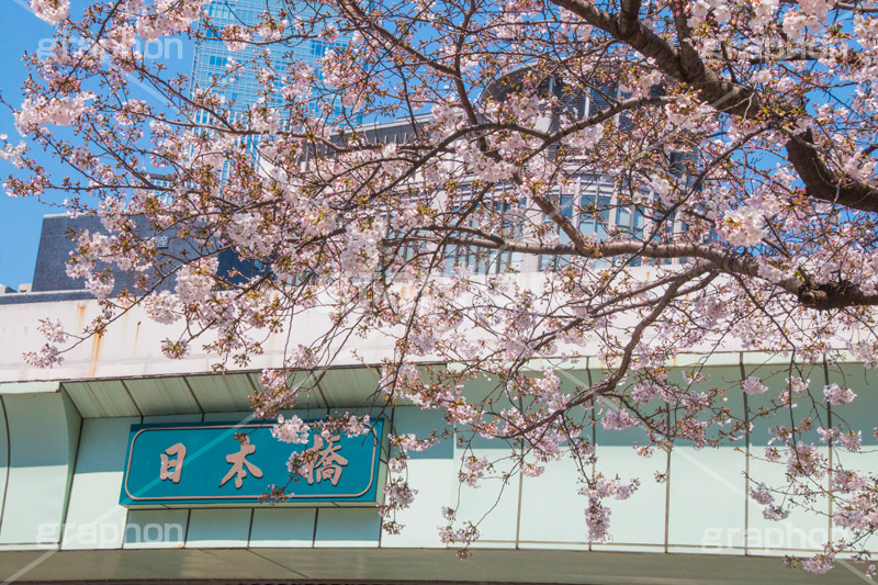 日本橋の桜,日本橋,橋,桜,さくら,サクラ,花見,お花見,花,お花,フラワー,はな,flower,綺麗,きれい,キレイ,満開,咲,春,blossom,japan,中央区