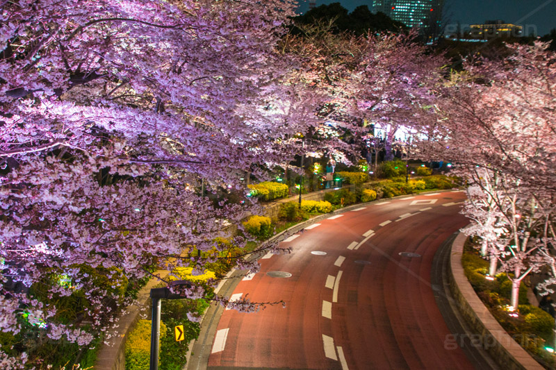 ミッドタウンの桜ライトアップ,ミッドタウン,Tokyo Midtown,赤坂,複合施設,ショッピング,買い物,六本木,ライトアップ,桜,さくら,サクラ,花見,お花見,花,お花,フラワー,はな,flower,綺麗,きれい,キレイ,満開,咲,春,blossom,japan,shopping