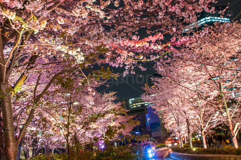 ミッドタウンの桜ライトアップ,ミッドタウン,Tokyo Midtown,赤坂,複合施設,ショッピング,買い物,六本木,ライトアップ,桜,さくら,サクラ,花見,お花見,花,お花,フラワー,はな,flower,綺麗,きれい,キレイ,満開,咲,春,blossom,japan,shopping