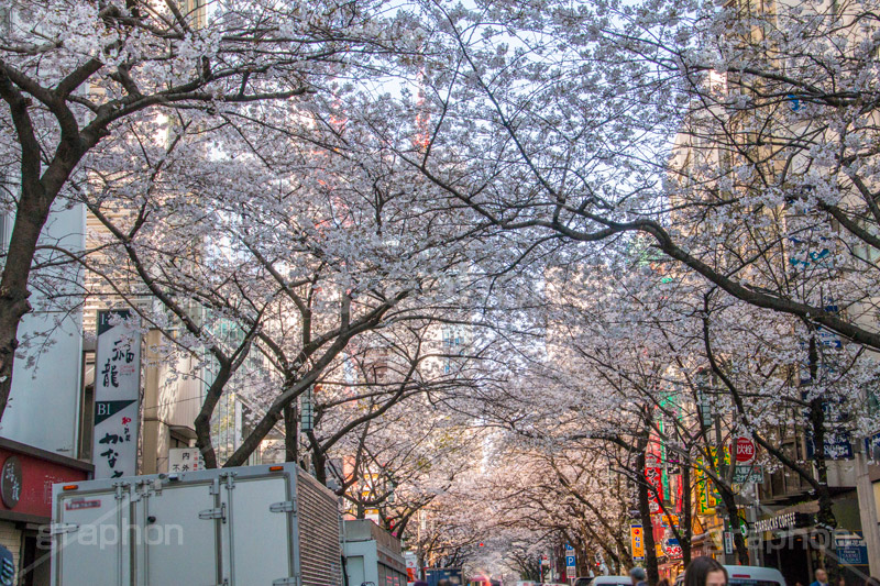 八重洲の桜通り,桜通り,東京駅,八重洲,駅前,桜,さくら,サクラ,花見,お花見,花,お花,フラワー,はな,flower,綺麗,きれい,キレイ,満開,咲,春,blossom,japan,shopping,買い物,ショッピング,商店街