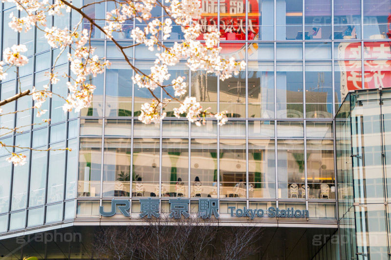 東京駅八重洲口と桜,東京駅,八重洲,駅前,桜,さくら,サクラ,花見,お花見,花,お花,フラワー,はな,flower,綺麗,きれい,キレイ,満開,咲,春,blossom,japan,tokyo,駅,旅行,旅,travel