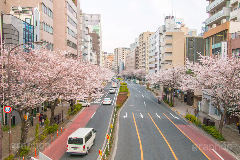 明治通りの桜並木,恵比寿,明治通り,桜,さくら,サクラ,花見,お花見,花,お花,フラワー,はな,flower,綺麗,きれい,キレイ,満開,咲,春,blossom,japan,通り,道,道路,並木,渋谷区,広尾