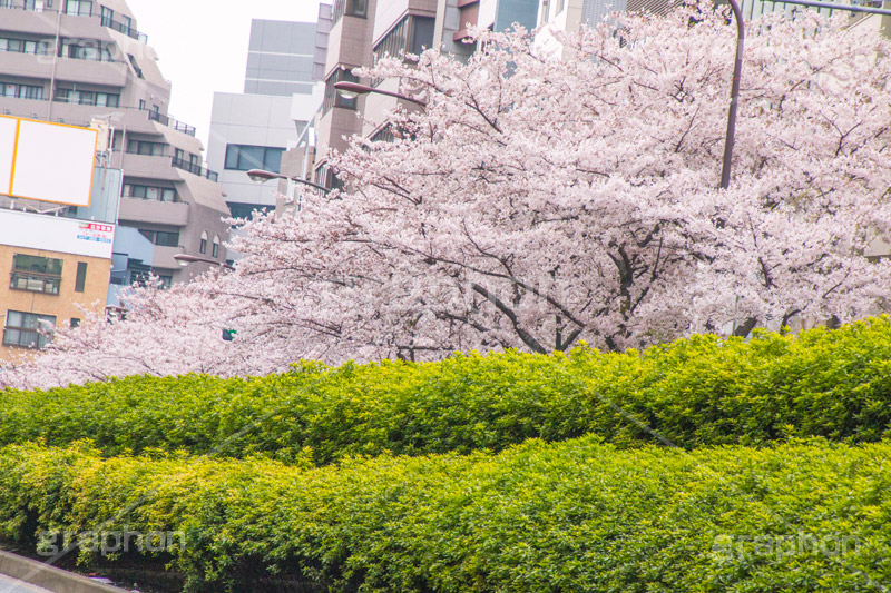 明治通りの桜並木,恵比寿,明治通り,桜,さくら,サクラ,花見,お花見,花,お花,フラワー,はな,flower,綺麗,きれい,キレイ,満開,咲,春,blossom,japan,通り,道,道路,並木,渋谷区,広尾