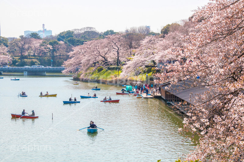 牛ヶ淵の桜,武道館,九段下,牛ヶ淵,桜,お堀,池,ボート,ソメイヨシノ,オオシマザクラ,さくら,サクラ,桜まつり,花見,お花見,花,お花,フラワー,はな,flower,花より団子,綺麗,きれい,キレイ,満開,咲,祭り,まつり,春,千代田区,blossom,japan,boat