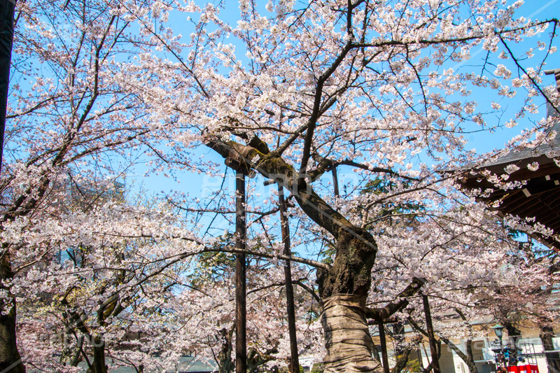 満開の標本木,標本木,基準,観測,東京,ソメイヨシノ,靖国神社,靖国,政治,神社,shrine,japan,開花,サクラ,さくら,桜,参拝,お参り,千代田区,九段下,境内,満開,さくらまつり,blossom