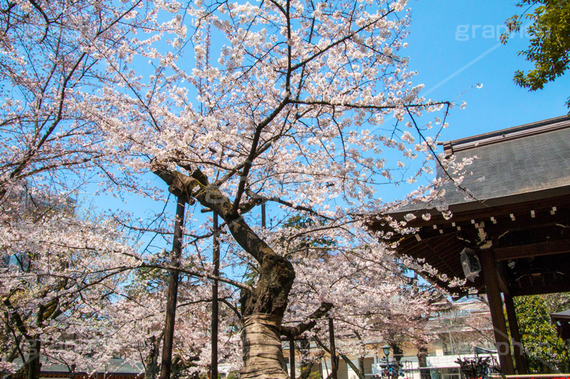 満開の標本木,標本木,基準,観測,東京,ソメイヨシノ,靖国神社,靖国,政治,神社,shrine,japan,開花,サクラ,さくら,桜,参拝,お参り,千代田区,九段下,境内,満開,さくらまつり,blossom