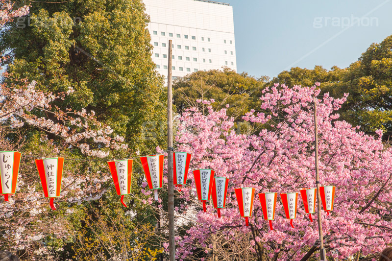 上野公園の桜まつり,上野公園,上野恩賜公園,台東区,公園,桜まつり,まつり,祭り,桜,さくら,サクラ,花見,お花見,花,お花,フラワー,はな,flower,綺麗,きれい,キレイ,満開,咲,春,blossom,japan