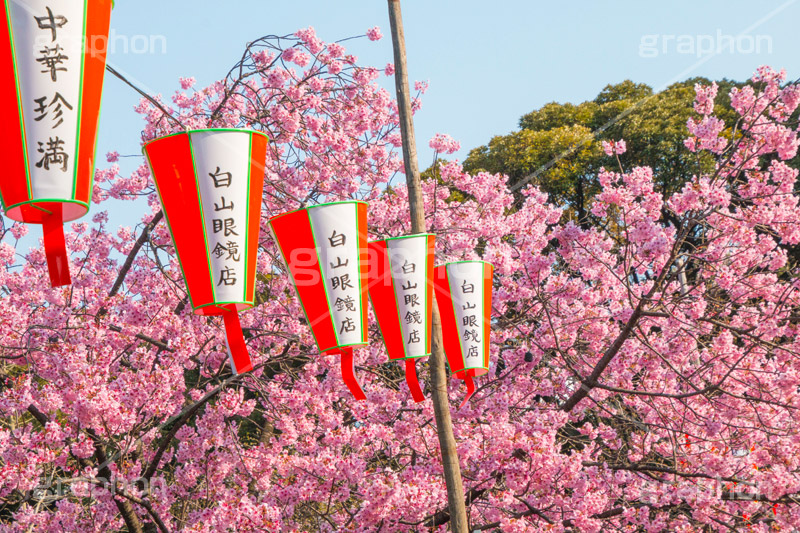 上野公園の桜まつり,上野公園,上野恩賜公園,台東区,公園,桜まつり,まつり,祭り,桜,さくら,サクラ,花見,お花見,花,お花,フラワー,はな,flower,綺麗,きれい,キレイ,満開,咲,春,blossom,japan