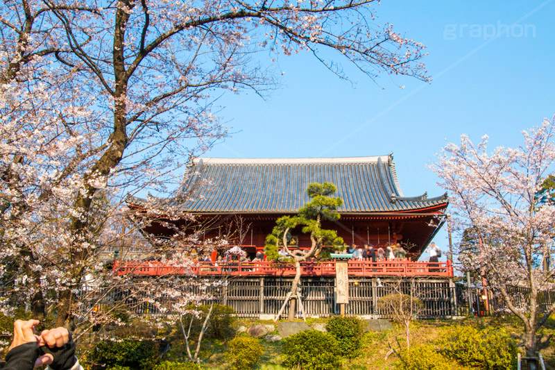 上野公園の桜まつり,上野公園,上野恩賜公園,台東区,公園,桜まつり,まつり,祭り,桜,さくら,サクラ,花見,お花見,花,お花,フラワー,はな,flower,綺麗,きれい,キレイ,満開,咲,春,blossom,japan