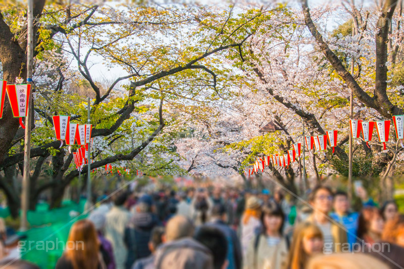 桜まつりで賑わう上野公園,賑わう,人混み,混雑,上野公園,上野恩賜公園,台東区,公園,桜まつり,まつり,祭り,桜,さくら,サクラ,花見,お花見,花,お花,フラワー,はな,flower,綺麗,きれい,キレイ,満開,咲,春,blossom,japan