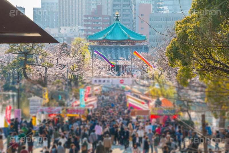 桜まつりで賑わう上野公園,賑わう,人混み,混雑,上野公園,上野恩賜公園,台東区,公園,桜まつり,まつり,祭り,桜,さくら,サクラ,花見,お花見,花,お花,フラワー,はな,flower,綺麗,きれい,キレイ,満開,咲,春,blossom,japan