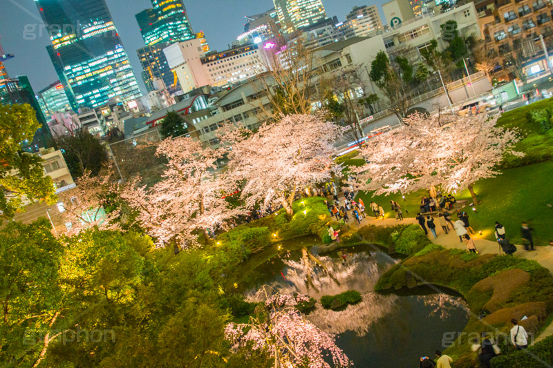 毛利庭園の桜ライトアップ,毛利庭園,庭,庭園,朝日テレビ,テレビ局,六本木,ヒルズ,六本木ヒルズ,Roppongi Hills,森ビル,森タワー,商業施設,複合施設,買い物,ショッピング,ライトアップ,桜,さくら,サクラ,花見,お花見,花,お花,フラワー,はな,flower,綺麗,きれい,キレイ,満開,咲,春,blossom,japan,shopping