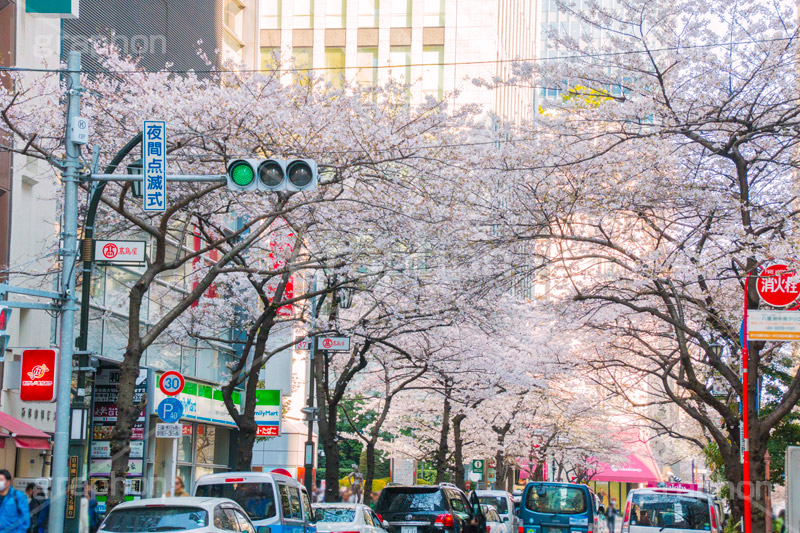 八重洲の桜通り,桜通り,東京駅,八重洲,駅前,桜,さくら,サクラ,花見,お花見,花,お花,フラワー,はな,flower,綺麗,きれい,キレイ,満開,咲,春,blossom,japan,shopping,買い物,ショッピング,商店街