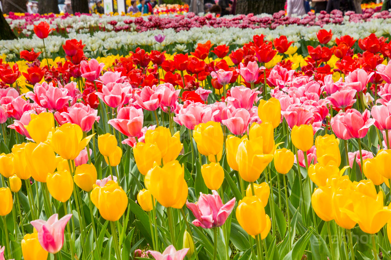 チューリップ,ちゅーりっぷ,チューリップ畑,花,お花,フラワー,はな,flower,花畑,キレイ,きれい,綺麗,満開,咲,咲いた,さいた,春,tulip,spring