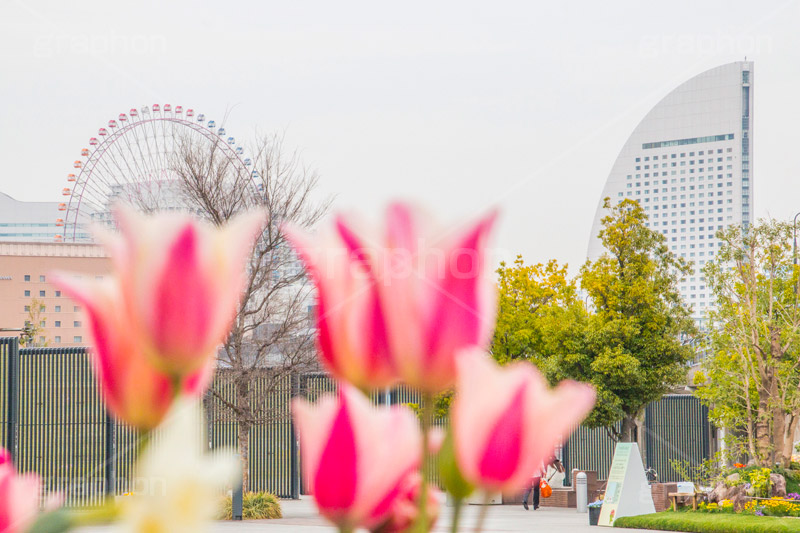 春のみなとみらい,象の鼻パーク,公園,みなとみらい,横浜港,横浜,神奈川県,春チューリップ,tulip,flower,spring,park,花壇,ヨコハマ グランド インターコンチネンタル ホテル,観覧車,ベイサイド