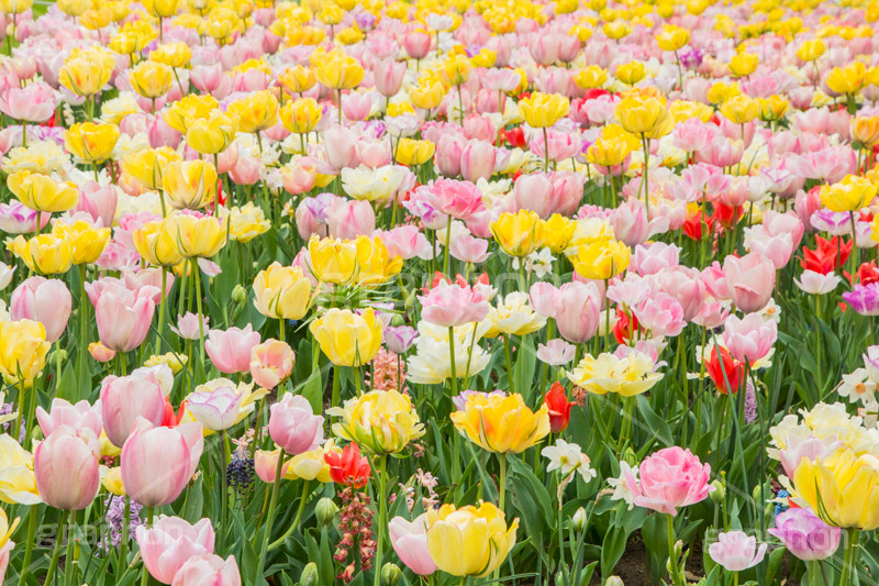 チューリップ,ちゅーりっぷ,チューリップ畑,花,お花,フラワー,はな,flower,花畑,キレイ,きれい,綺麗,満開,咲,咲いた,さいた,春,tulip,spring,pastel,パステル