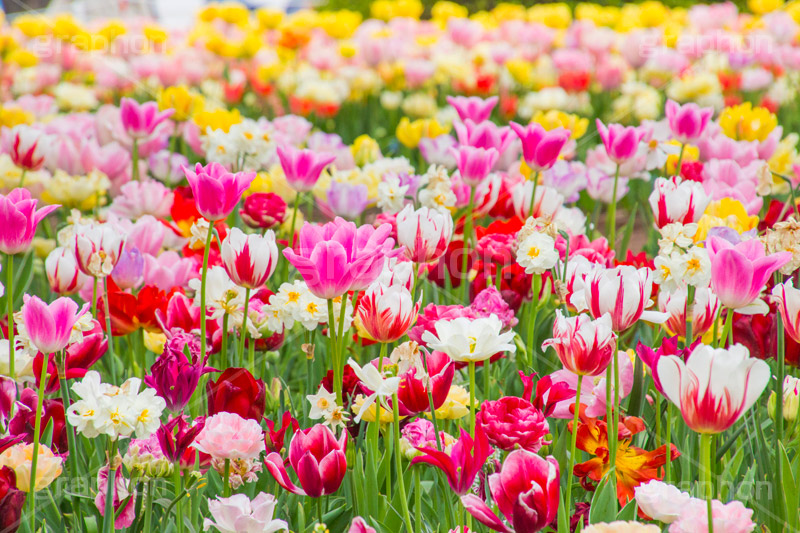 チューリップ,ちゅーりっぷ,チューリップ畑,花,お花,フラワー,はな,flower,花畑,キレイ,きれい,綺麗,満開,咲,咲いた,さいた,春,tulip,spring