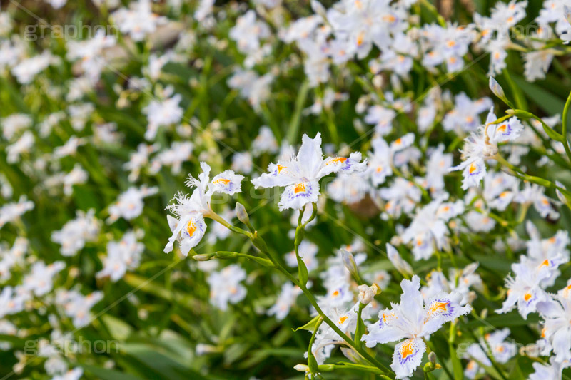 シャガ,しゃが,白紫花,著莪,春,花,お花,フラワー,アヤメ科,帰化植物,射干,ヒオウギアヤメ,射干,やかん,胡蝶花,flower,spring