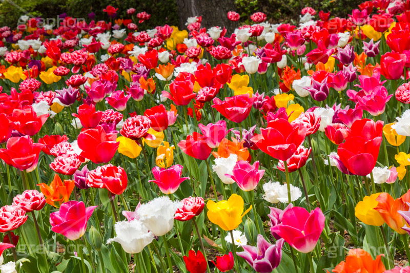 チューリップ,ちゅーりっぷ,チューリップ畑,花,お花,フラワー,はな,flower,花畑,キレイ,きれい,綺麗,満開,咲,咲いた,さいた,春,tulip,spring