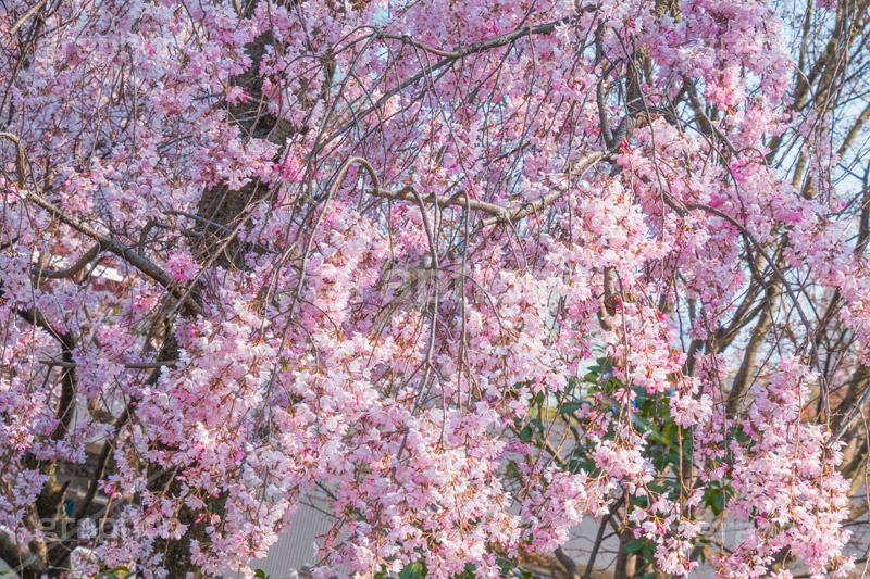 増上寺の枝垂桜,増上寺,寺,枝垂桜,枝垂れ,桜,さくら,サクラ,花見,お花見,境内,行事,花,お花,フラワー,はな,flower,花まつり,祭り,まつり,綺麗,きれい,キレイ,満開,咲,春,芝公園,港区,blossom,japan,temple